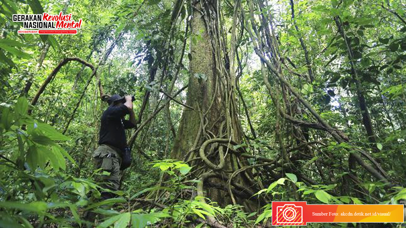 Penjaga hutan di Indonesia
