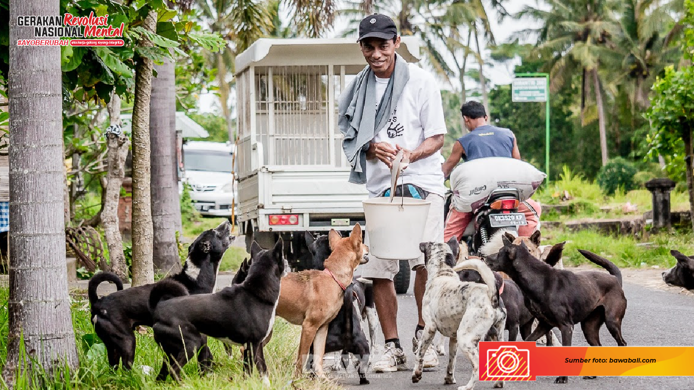 Bali Animal Welfare Association (BAWA) membagikan makanan untuk anjing jalanan di Bali