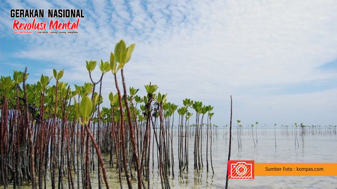 Gotong Royong Tanam Mangrove dan Pohon Sukun di Pulau Tidung
